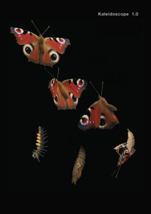 Butterfly Book Cover